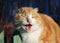 Old ginger cat sings toothless mouth wide open in March sitting