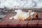 Old ginger cat sunbathing on a wooden porch