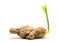 Old ginger root with young green sprout. Spring sprout of plant. Seeding ginger root.