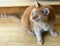 Old ginger tabby cat with beautiful green eyes on stairs