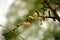 Old gingko nuts still on a branch in the rainy winter