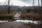 Old and gloomy wooden bridge over the river. Detachment in the water. Gloomy and mysterious forest. Cloudy sky.