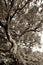 Old gnarled beech tree at Craggy Gardens on the Blue Ridge Parkway