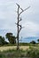 Old gnarled and dead tree in high definition vertical panorama