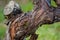 Old gnarled grape vine with bark