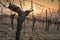 Old gnarled grapevine with bark in the sun