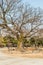 Old gnarled leafless tree surrounded by stone benches