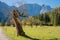 Old gnarled maple tree at Ahornboden valley Karwendel alps, in autumn