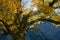 Old gnarled maple tree in alpine landscape, bright sun