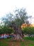 Old gnarled olive tree in Andalusian village