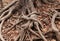 Old Gnarled Tree Roots on a Forest Floor of Dried Leaves