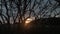 Old gnarled Tree silhouetted against sunset at a wheat field in East Frisia Ostfriesland, Germany. Dolly Shot / Tracking Shot