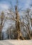 Old gnarled tree stands on meadow covered with snow and defies wind and weather.