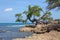 Old gnarled tree on Treasure Beach, jamaica