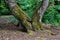 Old gnarled trees with moss covered roots in a forest