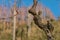 Old gnarled vine with bark and lichen