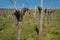 Old gnarled vine with shoots in a vineyard