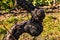 An old gnarled vine in winter