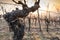 Old gnarled vine in winter in a vineyard