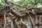 Old gnarly Ivy Vine creeping up an ancient and weathered Cemetery brick wall in Berlin. Thick dry branches