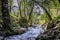 Old gnarly roots reach into the cool water of a creek flowing over angular lichen covered stones