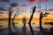 Old gnarly trees on the lake at sunset