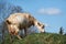 Old goat with a large udder in the blue sky background