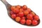 On the old golden spoon there is a dose of natural medicinal product - small red berries of Rowan  tree  isolated macro