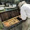 Old grandfather beekeeper works on his own rural apiary