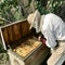 Old grandfather beekeeper works on his own rural apiary