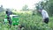 An old grandfather walks through the garden and examines the condition of the plants.