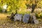 Old granite Jewish gravestones moved away from the graves and kept separated after the cemetery was disestablished.