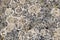 old granite stone overgrown with lichen