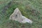 Old granite stone stuck in a moorland mound