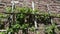 old grape vine plant on stone castle wall