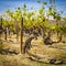 Old Grape Vines, Guadalupe Valley, Mexico