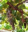 Old grapevine affected by fungal disease. Mildew, downy mildew of grapes. Diseases of plants