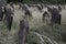 Old grave stones in overgrown cemetery