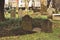 Old Gravestones in Cemetery Graveyard