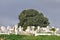 Old graveyard in Morocco