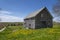 Old Gray Barn and Dandelions in Maine
