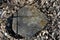 Old gray chestnut tree stump, on rotten last years leaves background