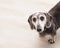 Old gray-muzzled dachshund peeks around the corner and looks up from the floor in a bright room