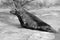 Old gray seal in captivity. Black and white photography