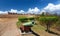 Old Green Cannon Castillo Del Morro Fort Santiage De Cuba