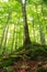 Old green mossy forest and tall trees