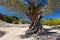 Old green olive tree at sunny day with blue sky