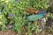 An old green rusting moped is partially buried by bright green foliage