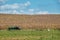 Old green tractor abandoned by the side of corn or wheat field