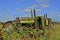 Old green tractor buried in weeds